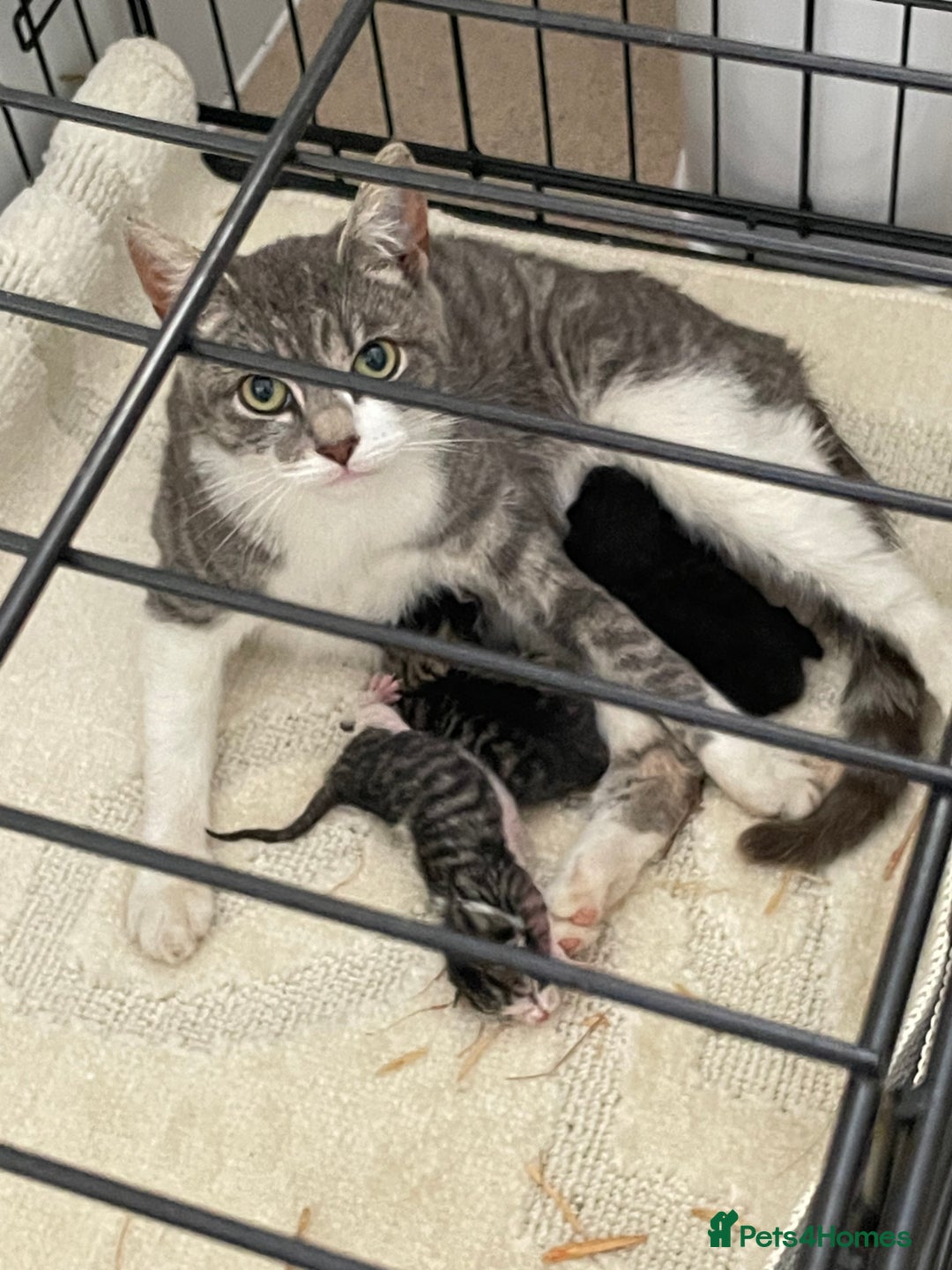 Mixed Breed cats for sale: Beautiful tabby kittens - Image 7