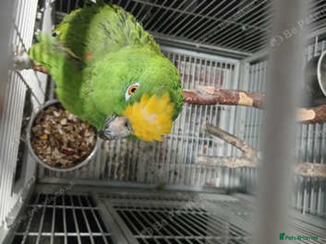 Parrots birds for sale: Yellow napp amazon - Image 2