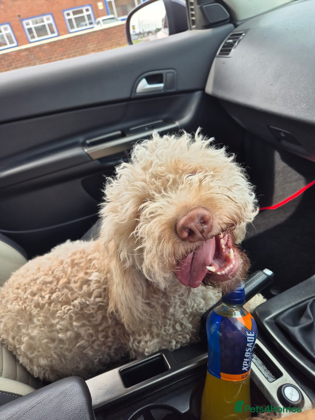 Lagotto Romagnolo dogs for sale: Lagotto Romagnolo  - Image 2
