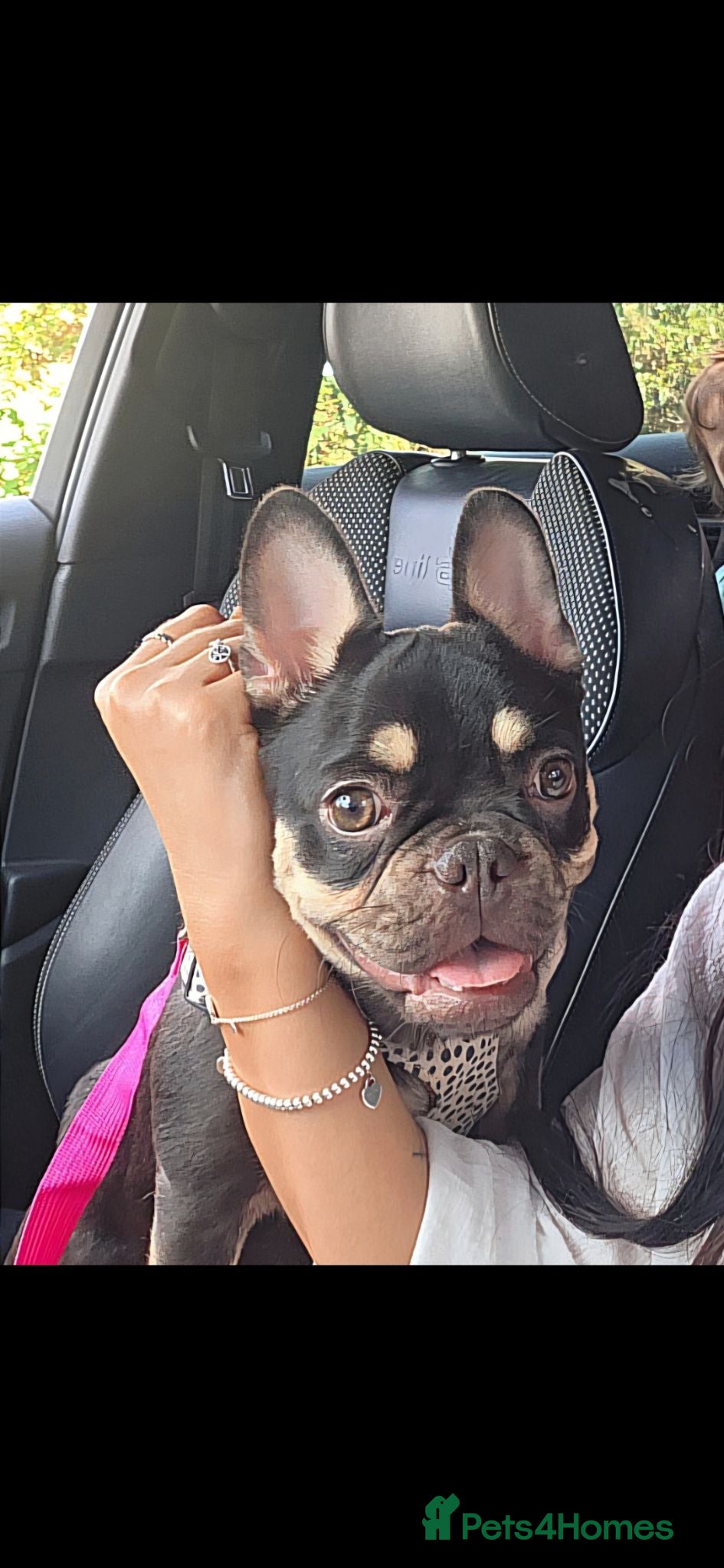 French Bulldog dogs French bulldog - Advert 1
