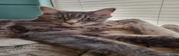 Maine Coon cats for sale: Beautiful 3/4 Maine Coon cross Kittens - Advert 3