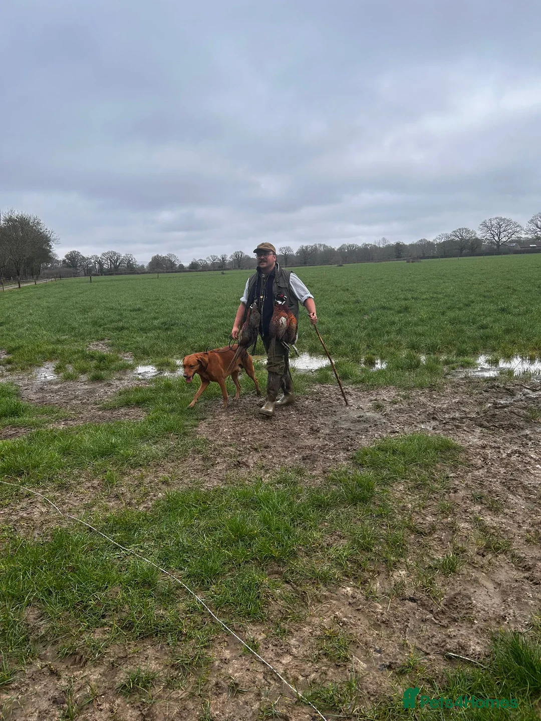 Labrador Retriever dogs for stud: KC working lab for stud in Guildford - Advert 7