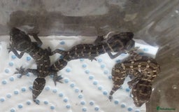 Gecko reptiles for sale: VIPER GECKO - Image 1