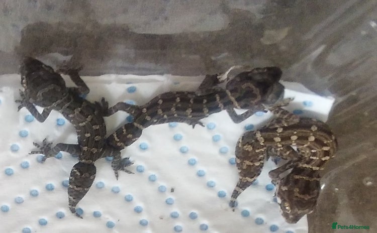 Gecko reptiles - Advert 1