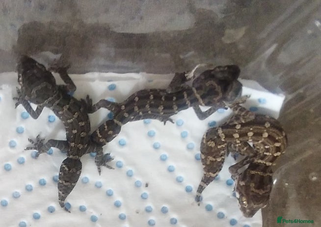 Gecko reptiles - Advert 1