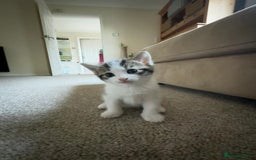 Bengal cats for sale: Kittens for sale- Ready soon 🐾 🩷💙 - Image 5