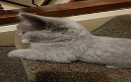 British Shorthair cats for sale: British shorthair  - Image 15