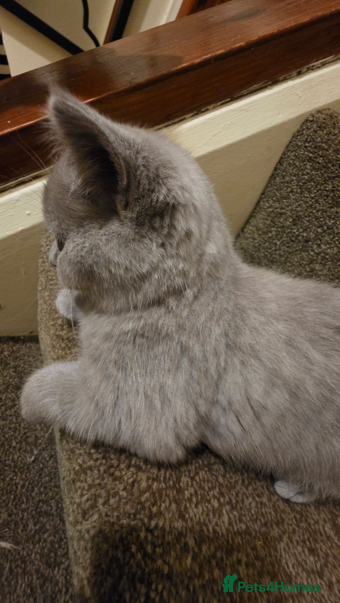 British Shorthair cats for sale: British shorthair  - Image 15