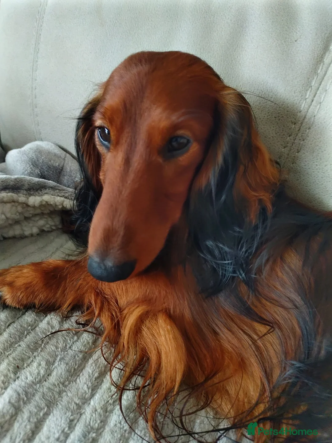 Miniature Dachshund dogs for stud: Miniature Long Haired Dachshund Pra 1 Clear KC reg in Peterborough - Advert 9