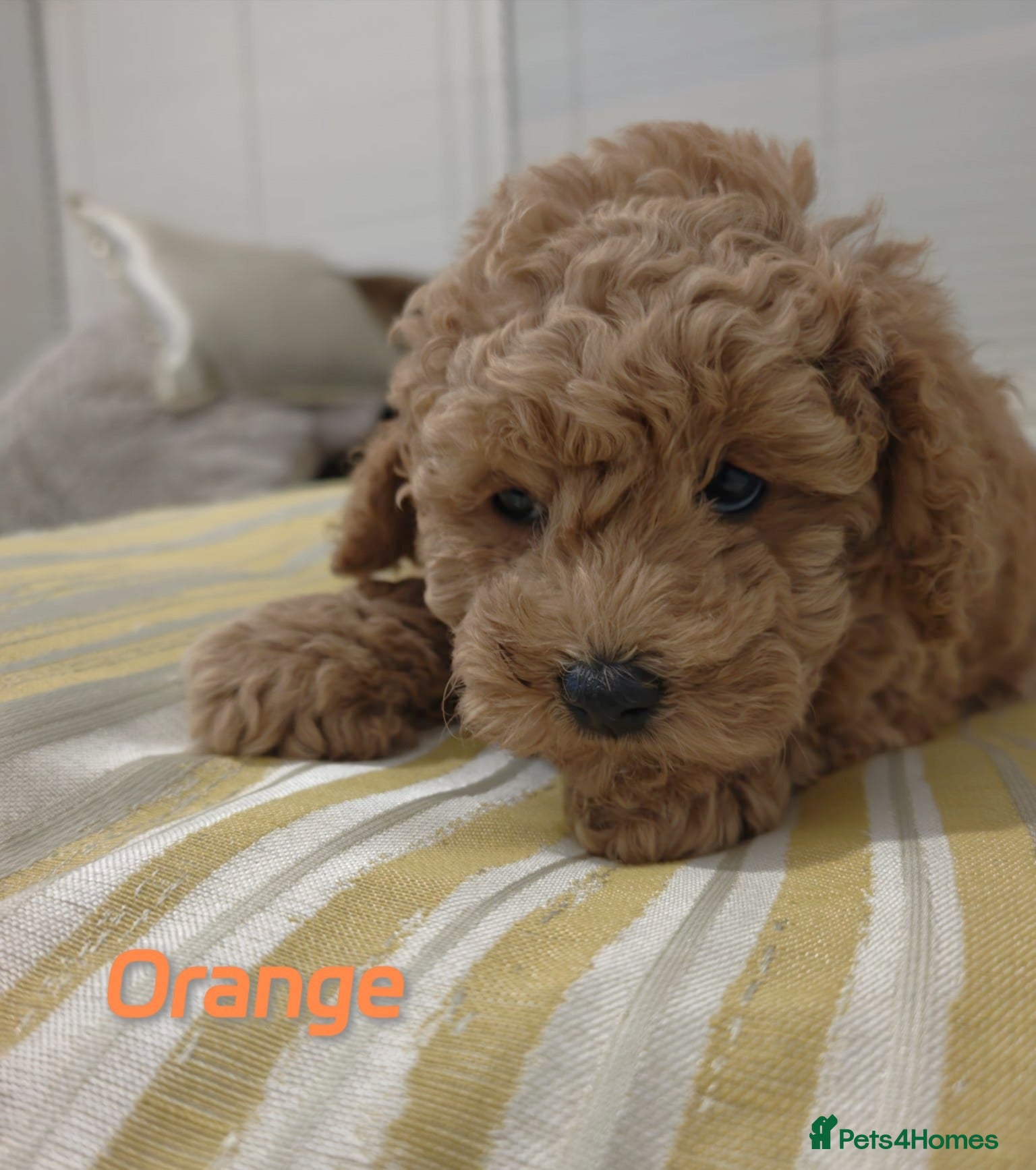 Schnoodle dogs Schnoodle Puppies Looking for Loving Homes - Advert 2