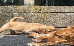 Golden Retriever dogs for sale: 2 beautiful golden retriever boys available. - Image 13
