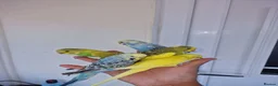 Budgerigars birds for sale: Super silly hand tamed baby budgies  - Advert 11
