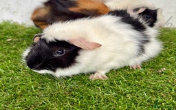 Guinea Pig rodents for sale: Super calm and friendly female guinea pigs  - Image 13
