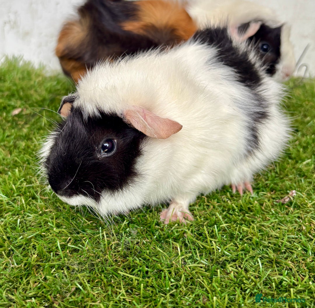 Guinea Pig rodents for sale: Super calm and friendly female guinea pigs  - Image 13