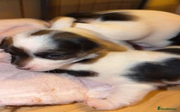 Jack Russell dogs for sale: Jack Russell puppies  - Advert 4