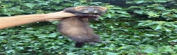 Ferret rodents for sale: Angora & black solids, unrelated  - Advert 7
