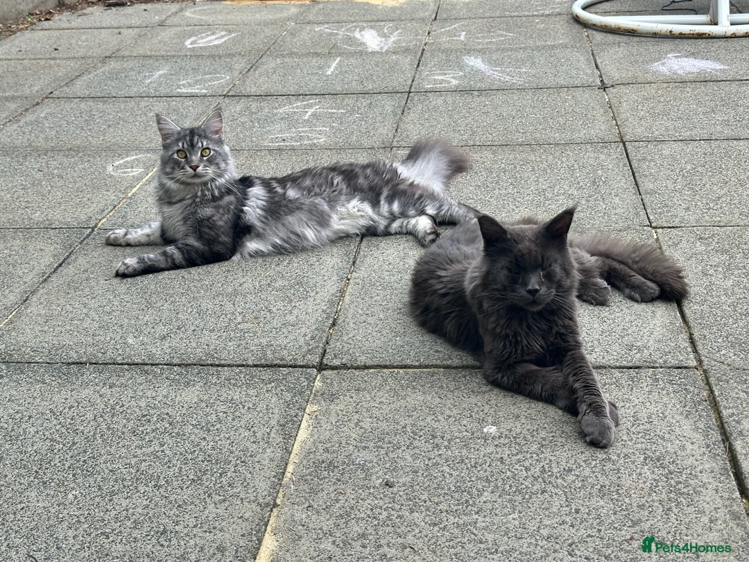 Maine Coon cats for sale: 2 Maine Coons Looking For New Home in Glasgow - Advert 1
