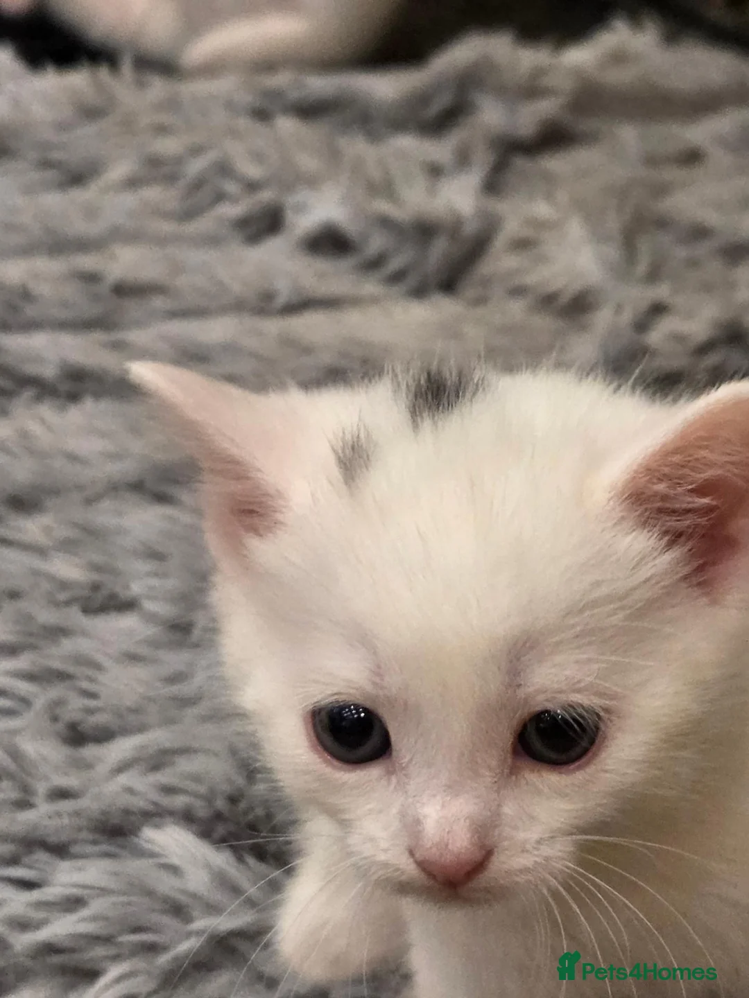 Mixed Breed cats for sale: Black & Wite Kittens Looking for Loving Homes 🐾 - Advert 2