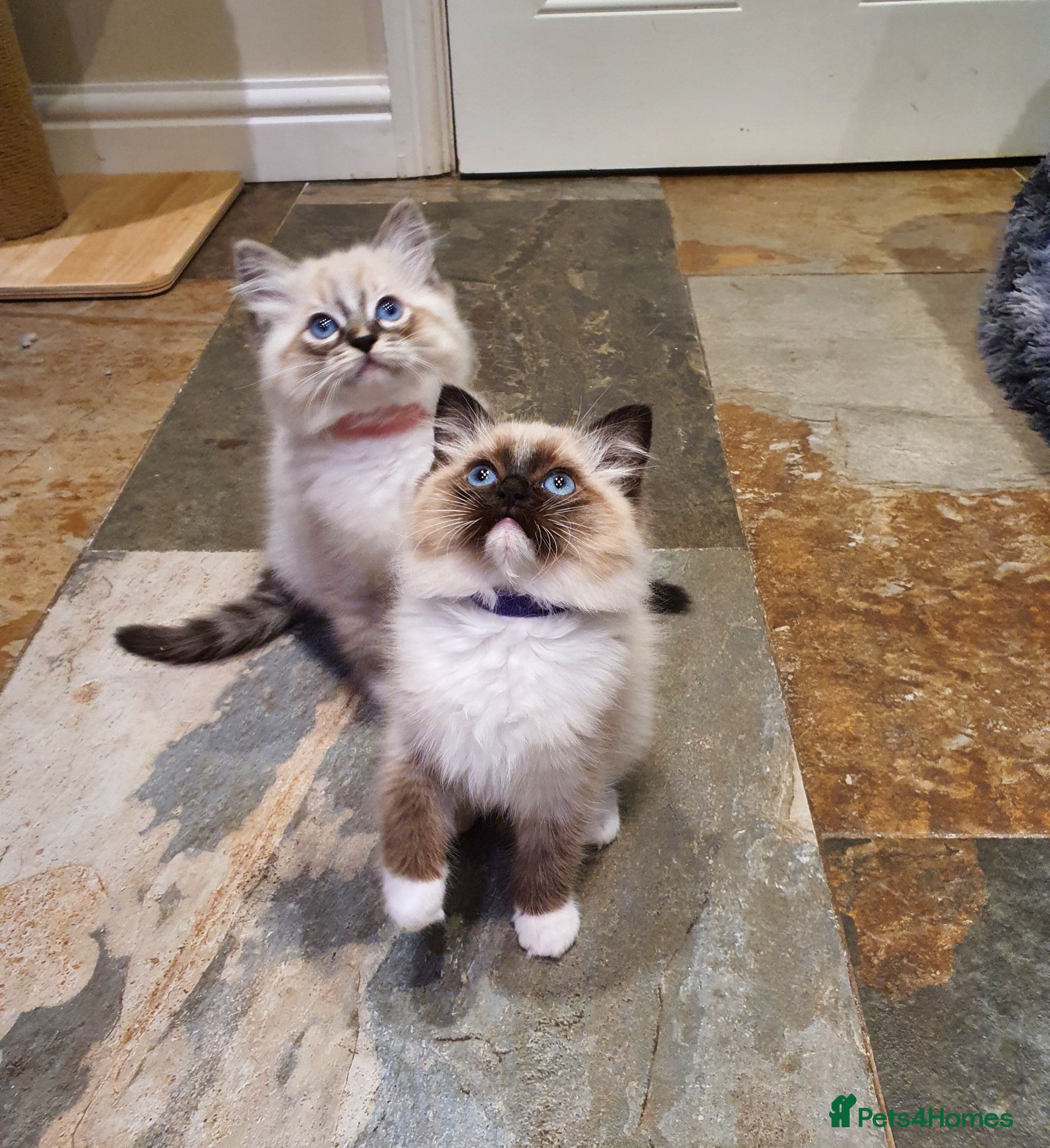 Ragdoll cats for sale: Stunning GCCF Registered Ragdoll Kittens. - Advert 1