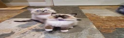 Ragdoll cats for sale: Stunning GCCF Registered Ragdoll Kittens. - Advert 1