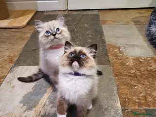 Ragdoll cats for sale: Stunning GCCF Registered Ragdoll Kittens. - Advert 1