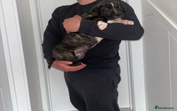 Mastiff dogs for sale: Mastiff hybrid  - Image 6