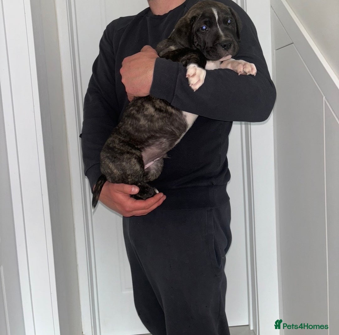 Mastiff dogs for sale: Mastiff hybrid  - Image 6