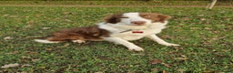 Border Collie dogs for sale: 4yr old Brown & White Border Collie Bitch - Advert 4
