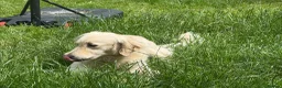 Golden Retriever dogs for sale: KC GoldenRetriever Female–1.5yr–Beautiful Pedigree in Newbury - Advert 2