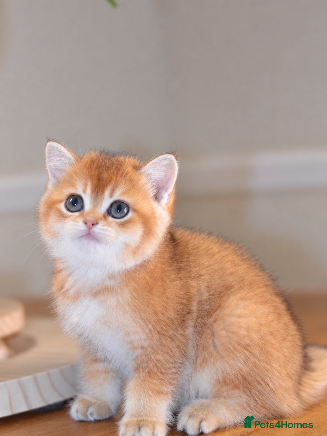British Shorthair cats GCCF/TICA Stunning Golden BSH/BLH Kittens - Advert 17