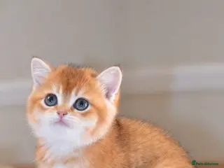 British Shorthair cats GCCF/TICA Stunning Golden BSH/BLH Kittens - Advert 17