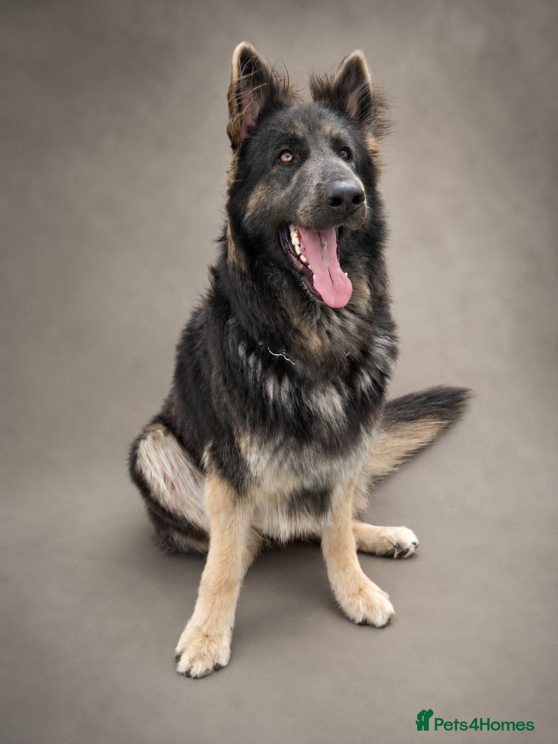 German Shepherd dogs Stunning long haired Blue/Tan female - Advert 8