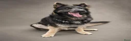 German Shepherd dogs for sale: Stunning long haired Blue/Tan female - Advert 1