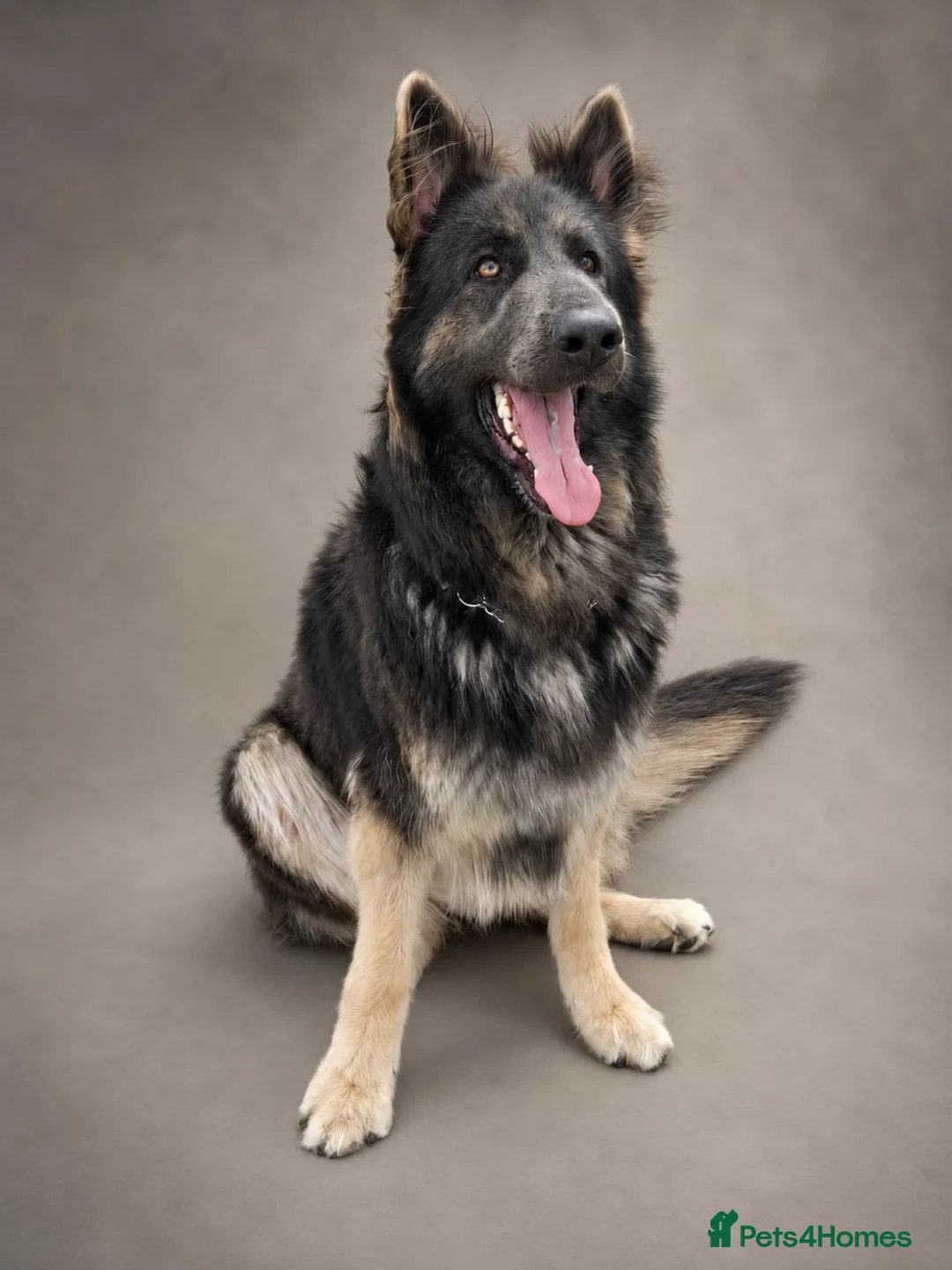 German Shepherd dogs for sale: Stunning long haired Blue/Tan female - Advert 1