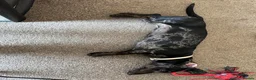 Dachshund dogs for sale: Black & silver Dapple in Hemel Hempstead - Advert 4