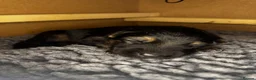 German Shepherd dogs for sale: Beautiful Working Line Pups in Preston - Advert 7