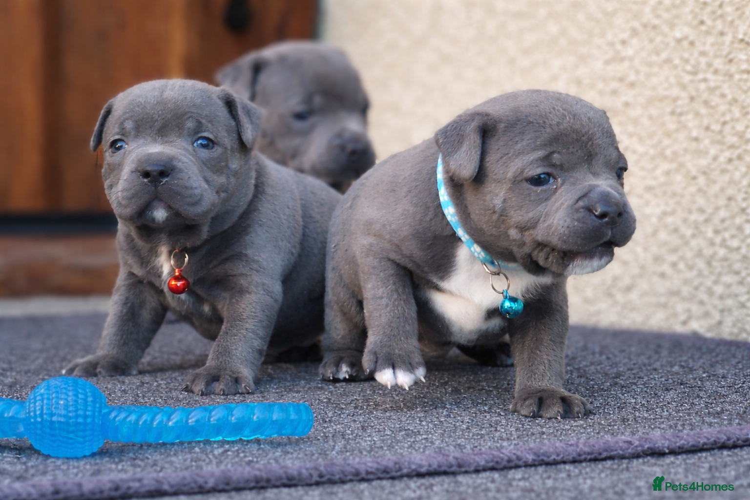Staffordshire Bull Terrier dogs SOLID BLUE TEDDY BEAR STAFFS 💯🔥 - Advert 1