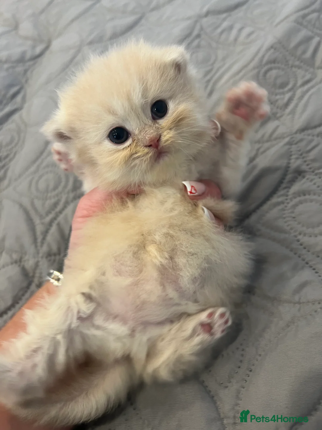 Persian cats for sale: *Last 2* Gorgeous litter of Persians  - Advert 6