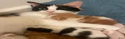 Mixed Breed cats for sale: 2 boy kittens in Hayle - Advert 2