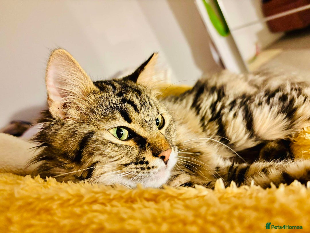 Mixed Breed cats for adoption: Mopsy the cuddlebug - Advert 1