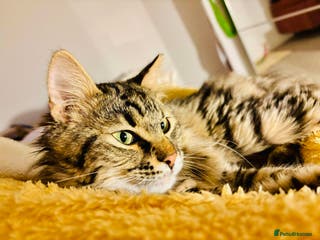 Mixed Breed cats Mopsy the cuddlebug - Advert 2