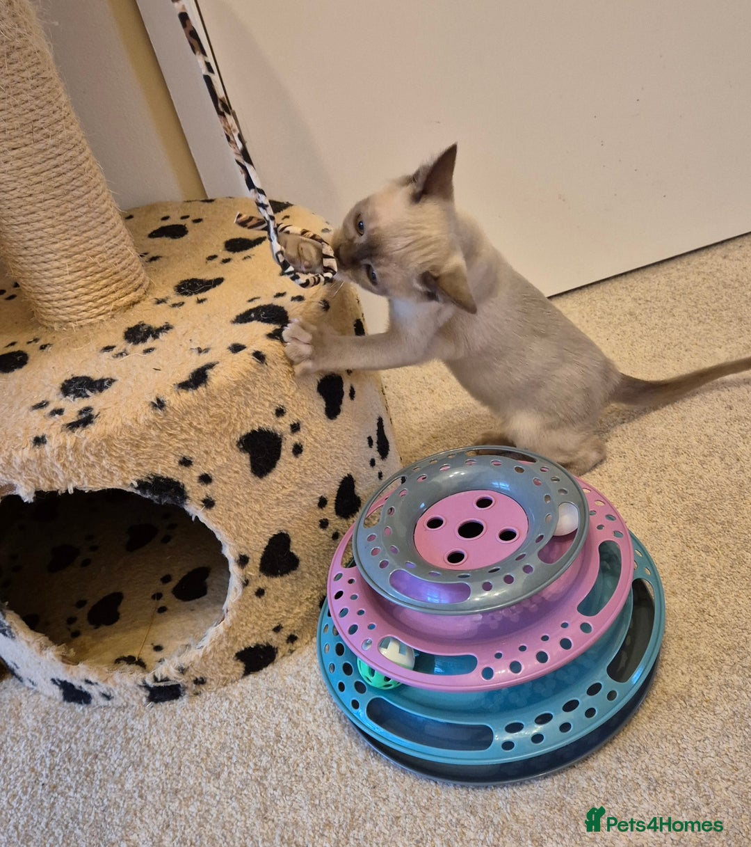 Burmese cats for sale: Beautiful Chocolate Female Burmese Kitten - Advert 5