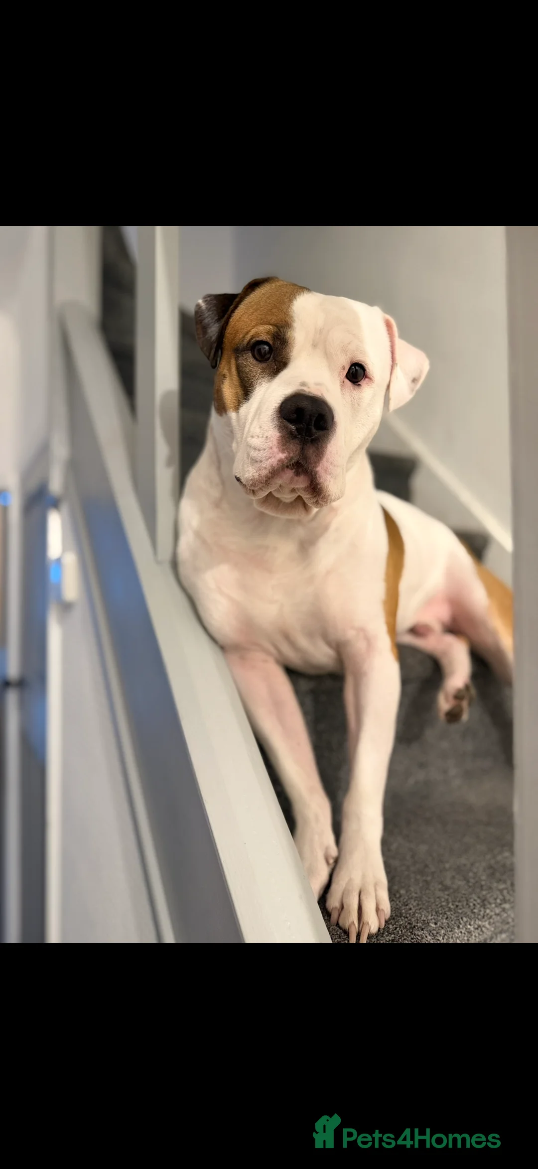 American Bully dogs for sale: American bully classic puppies for sale  - Advert 17