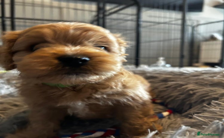 Cavapoo dogs - Advert 13