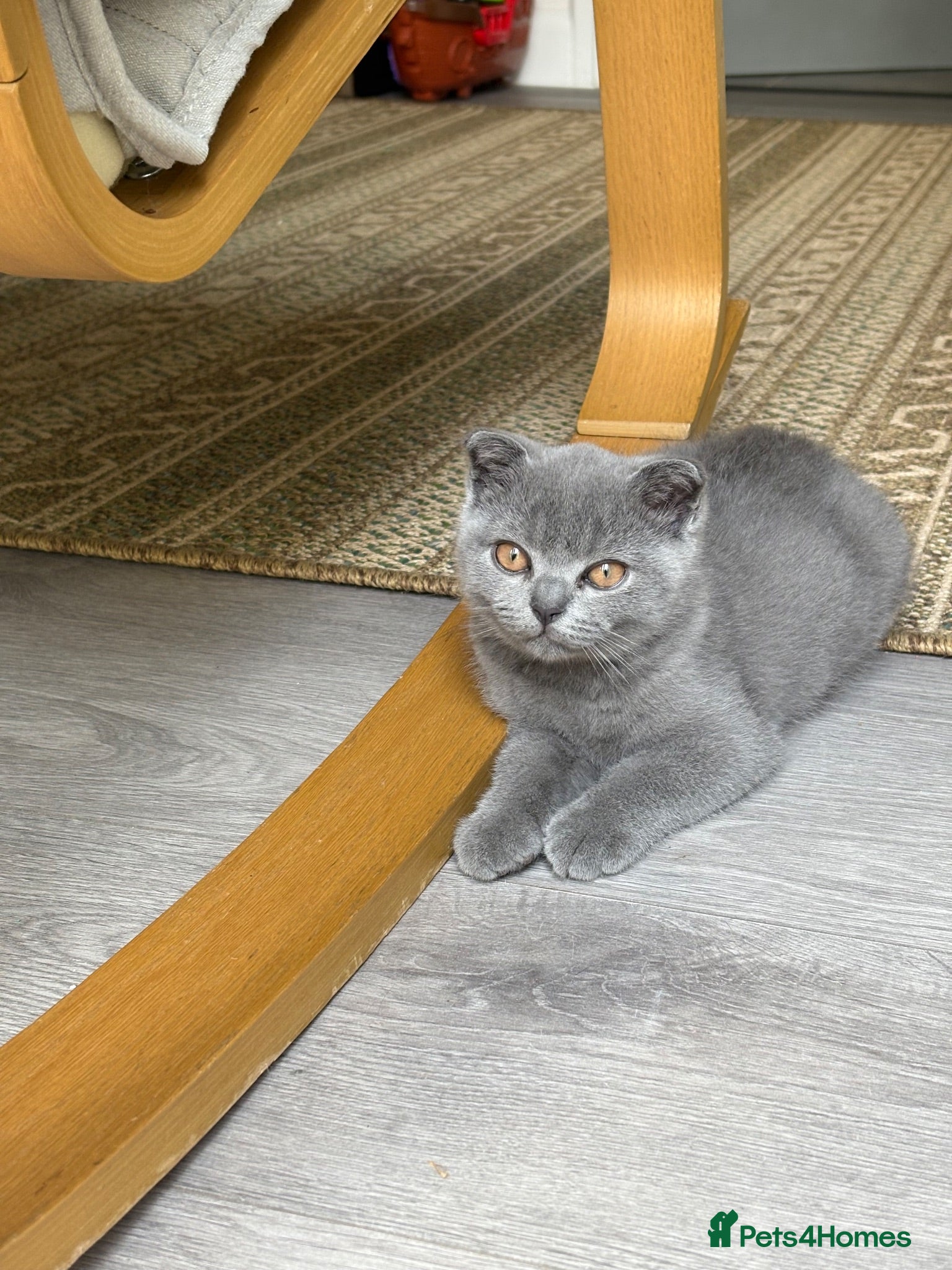 Scottish Fold cats Playful  lovely Scottish Fold - Advert 12