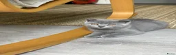 Scottish Fold cats for sale: Playful  lovely Scottish Fold - Advert 8