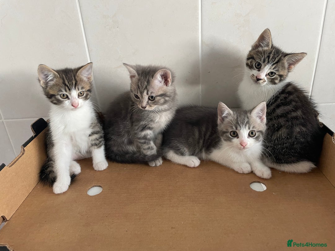 Mixed Breed cats for sale: Beautiful Tabby Kittens  - Advert 3