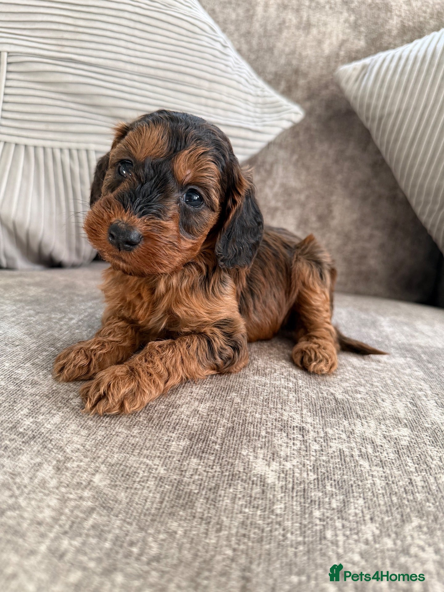Cockapoo dogs for sale: beautiful f1 cockapoo’s 2 boys left 💙🧸🐾 - Advert 2