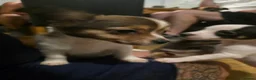 Mixed Breed dogs for sale: Jackawawas  - Advert 6