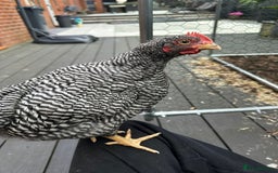 Chickens poultry for sale: Barred Plymouth Rock cockerel  - Image 2